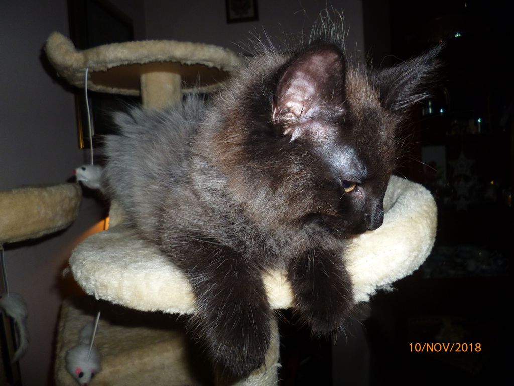 Gatti Norvegesi - cuccioli