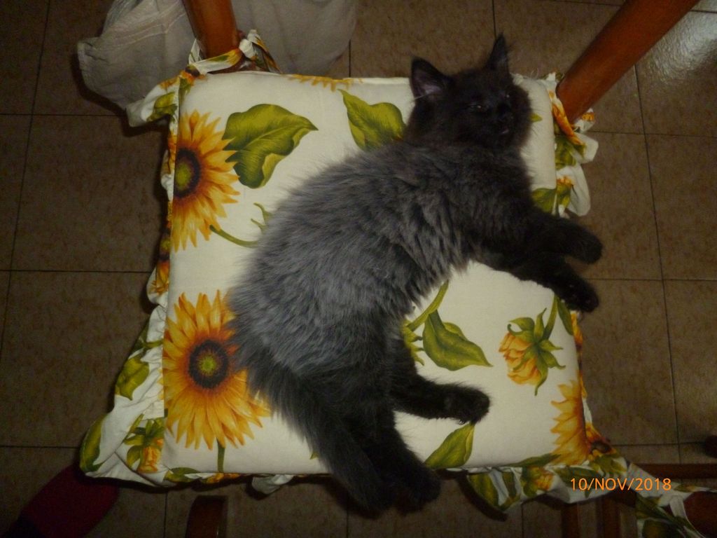 Gatti Norvegesi - cuccioli