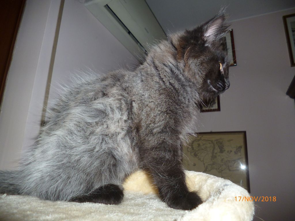 Gatti Norvegesi - cuccioli