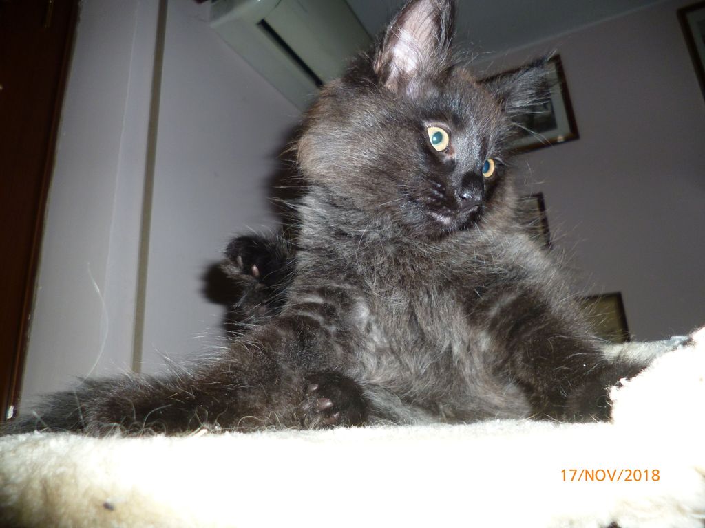 Gatti Norvegesi - cuccioli