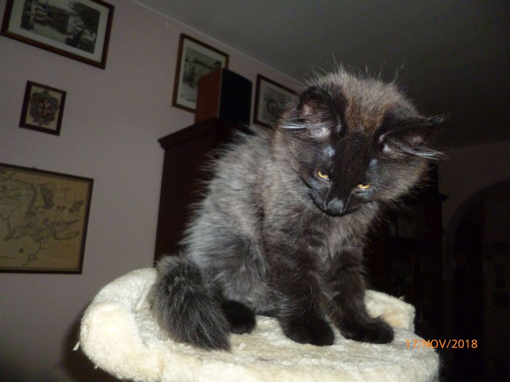 Gatti Norvegesi - cuccioli