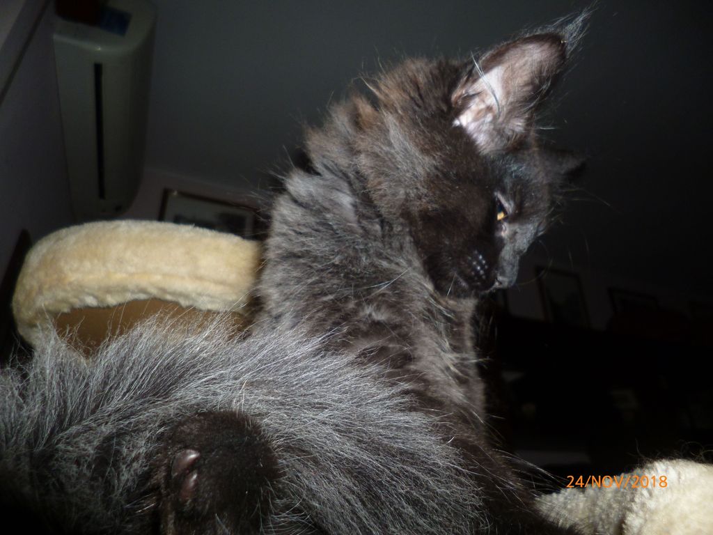 Gatti Norvegesi - cuccioli