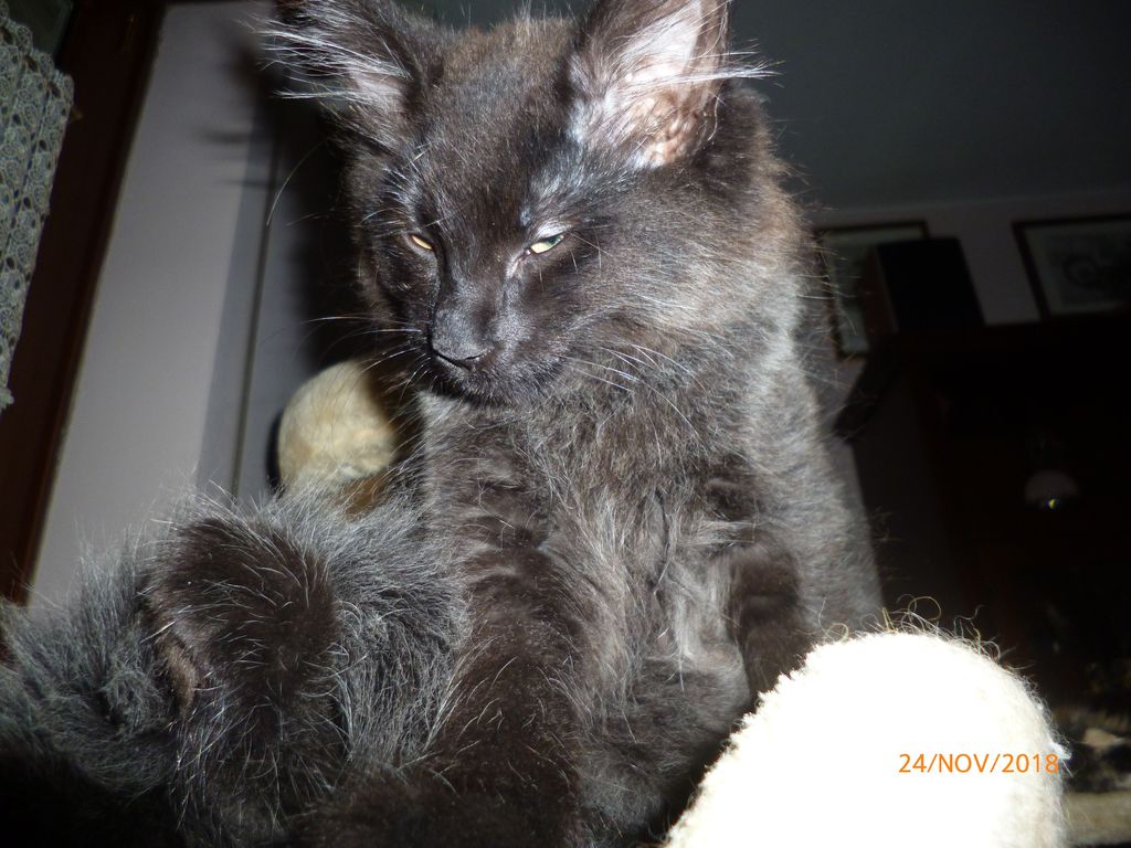 Gatti Norvegesi - cuccioli