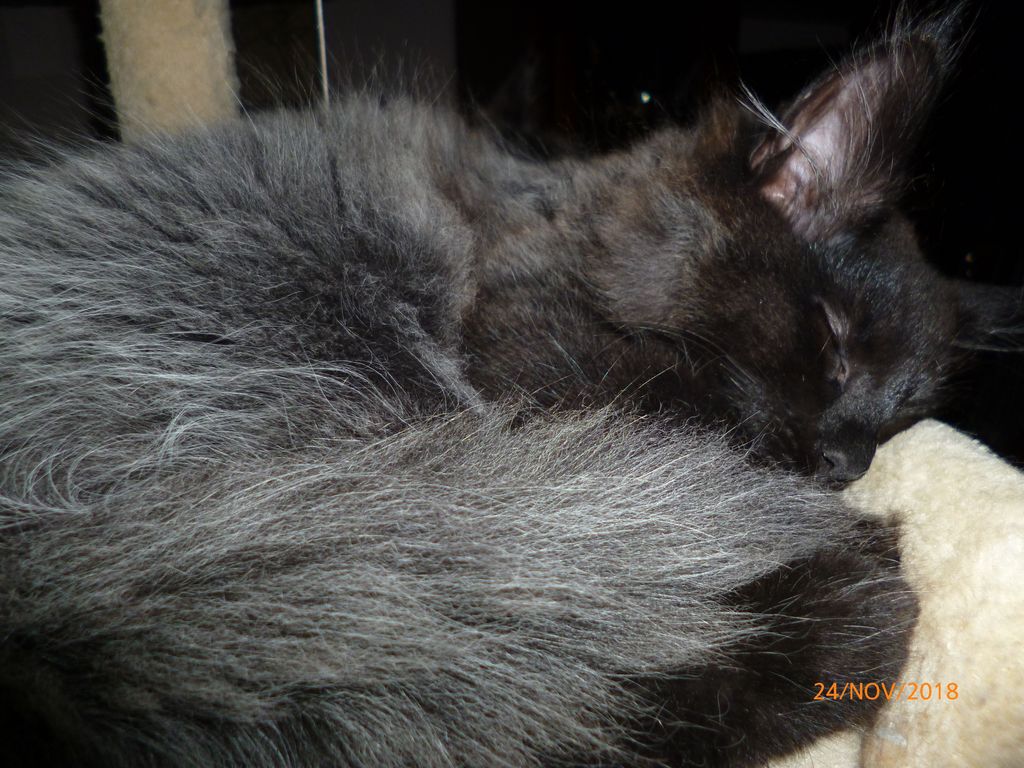 Gatti Norvegesi - cuccioli