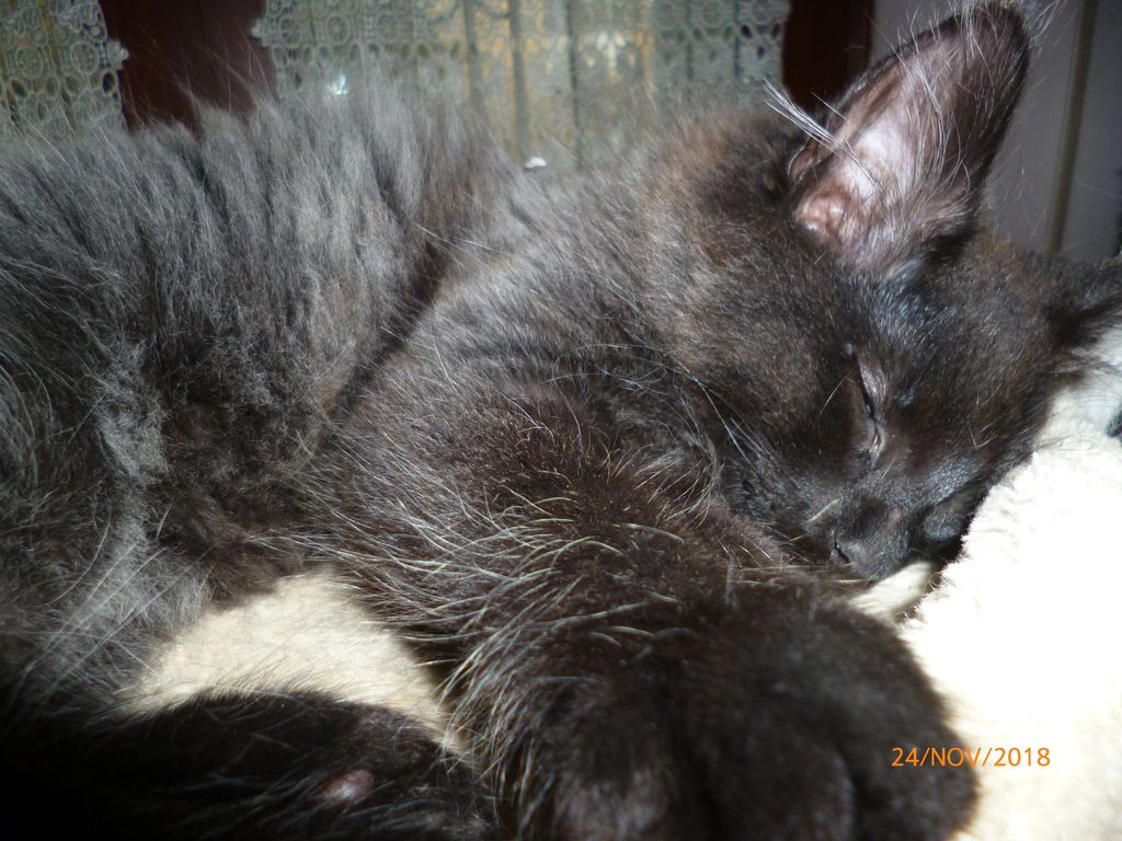 Gatti Norvegesi - cuccioli