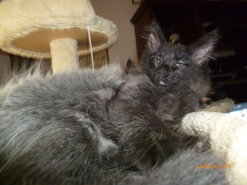 Gatti Norvegesi - cuccioli