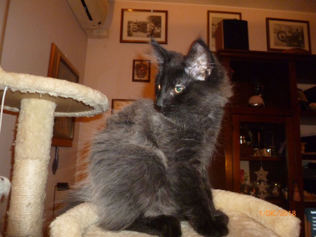 Gatti Norvegesi - cuccioli
