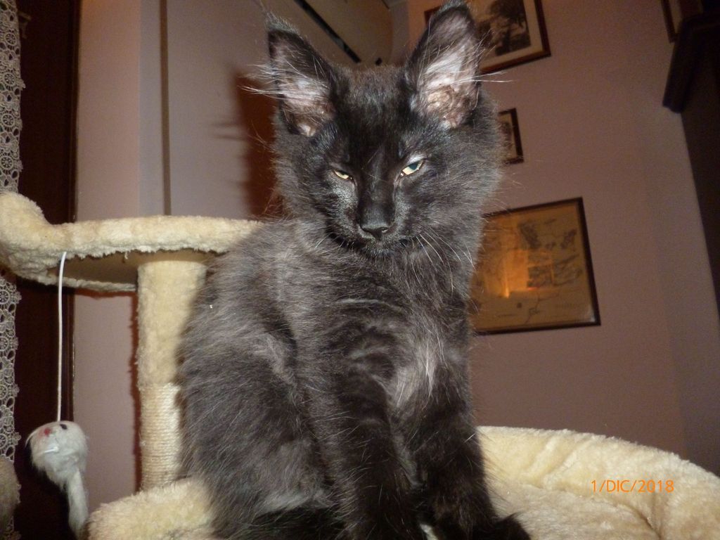 Gatti Norvegesi - cuccioli