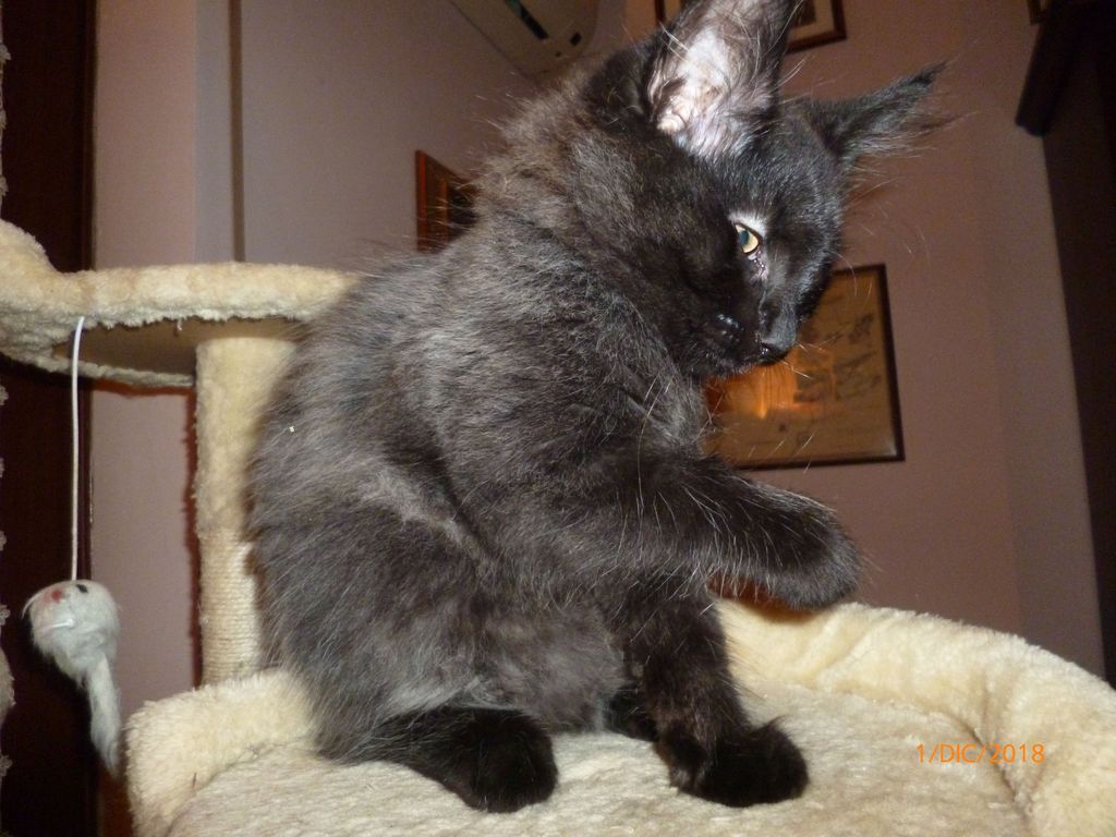 Gatti Norvegesi - cuccioli