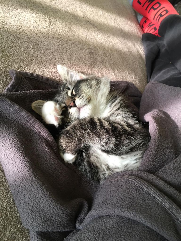 Gatti Norvegesi - cuccioli