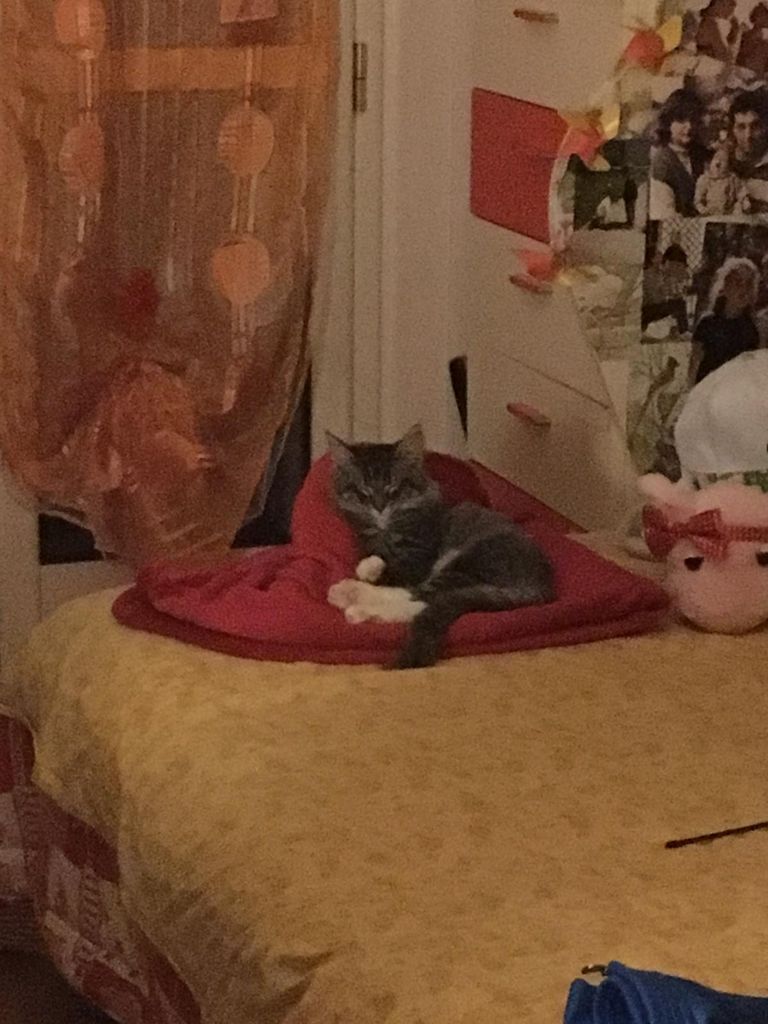 Gatti Norvegesi - cuccioli