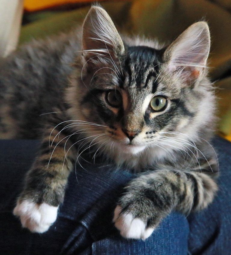 Gatti Norvegesi - cuccioli