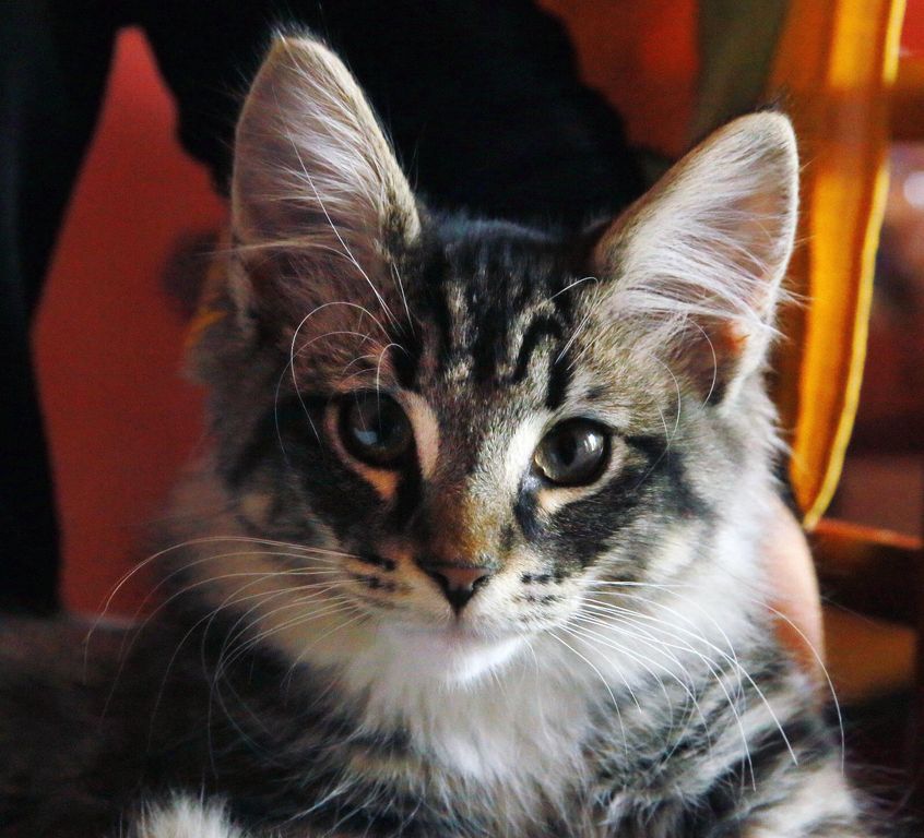 Gatti Norvegesi - cuccioli