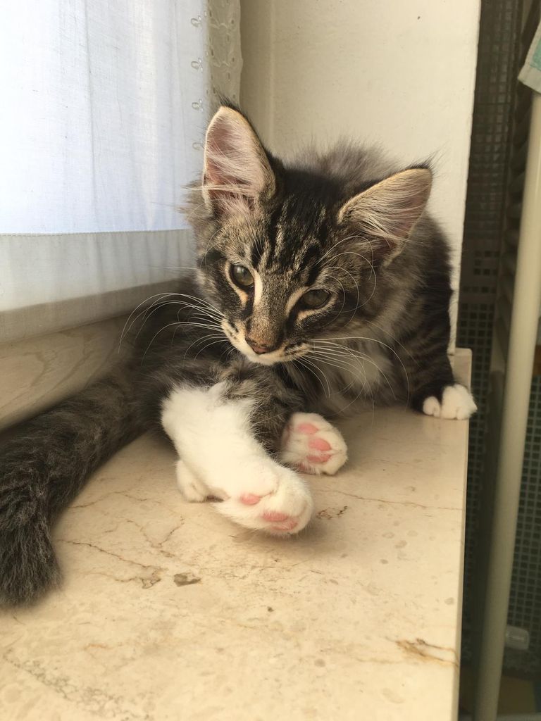 Gatti Norvegesi - cuccioli