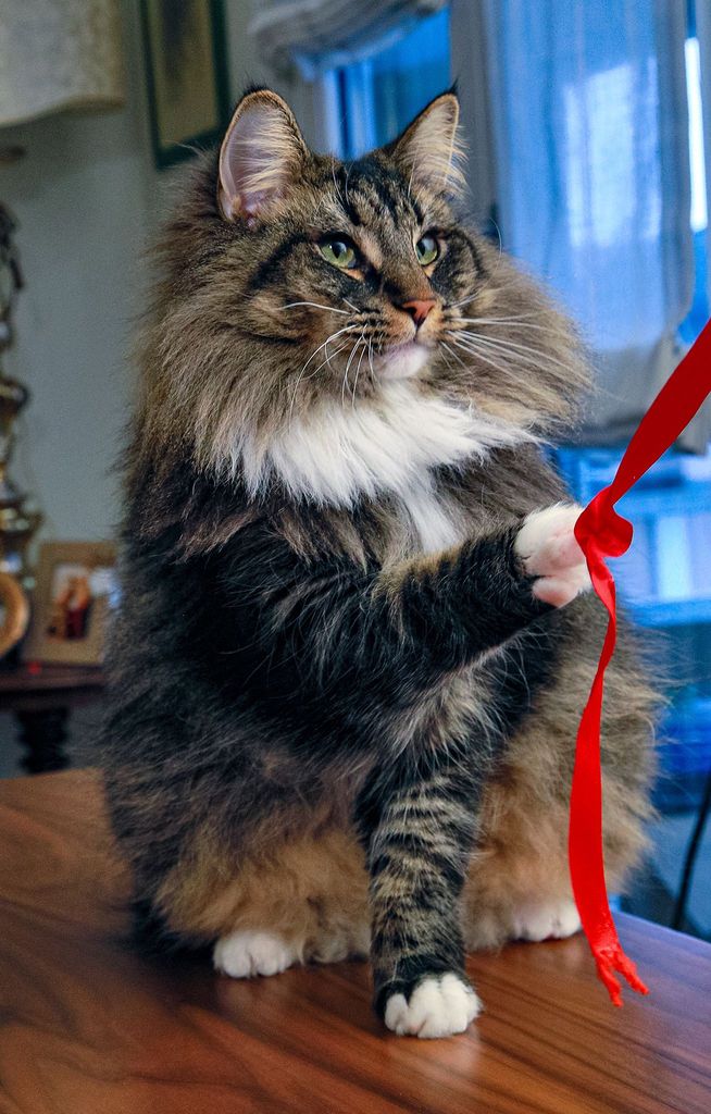 Gatti Norvegesi - cuccioli