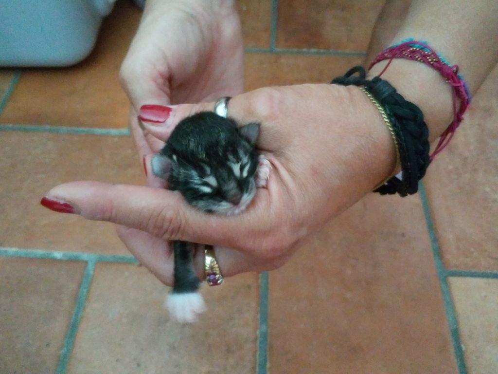 Gatti Norvegesi - cuccioli