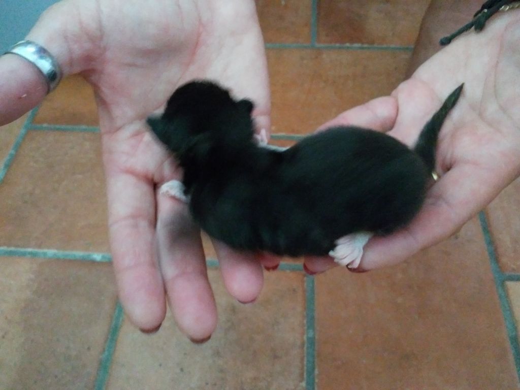 Gatti Norvegesi - cuccioli