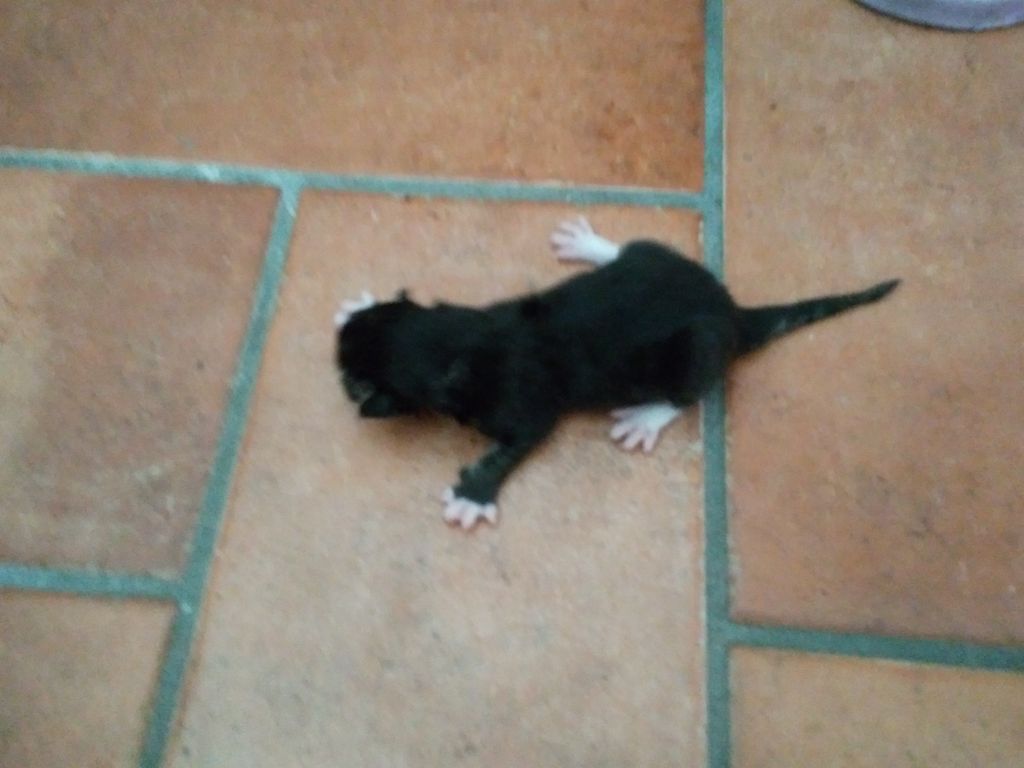 Gatti Norvegesi - cuccioli