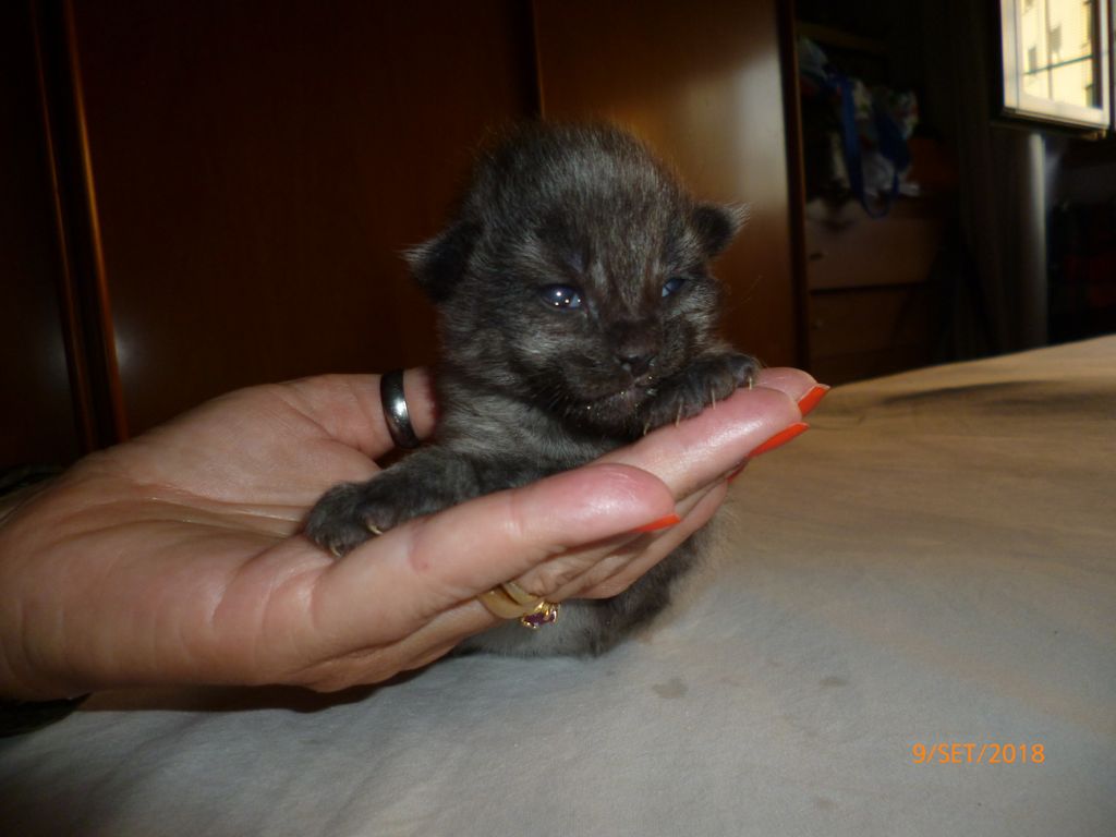 Gatti Norvegesi - cuccioli