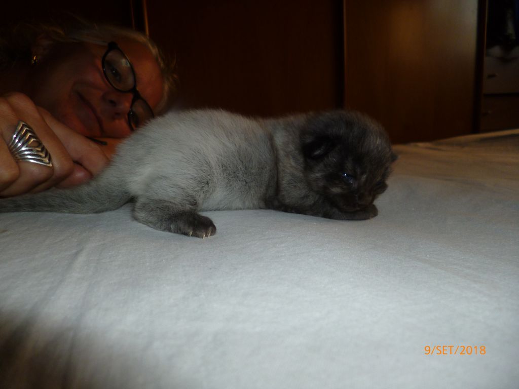 Gatti Norvegesi - cuccioli