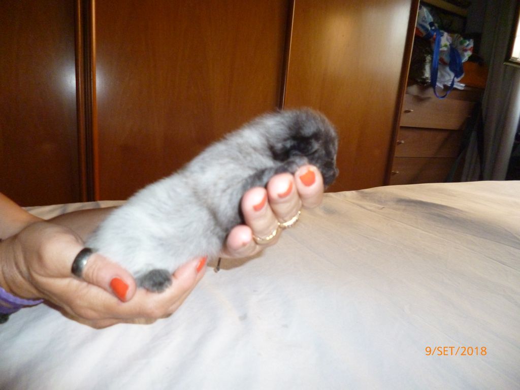 Gatti Norvegesi - cuccioli