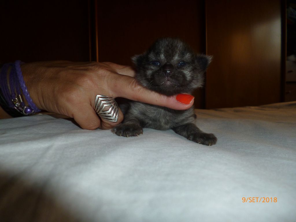 Gatti Norvegesi - cuccioli