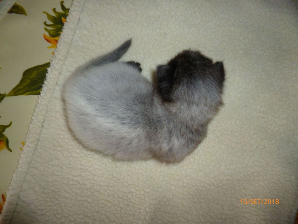 Gatti Norvegesi - cuccioli