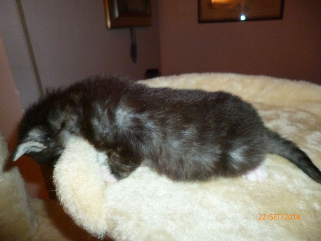 Gatti Norvegesi - cuccioli