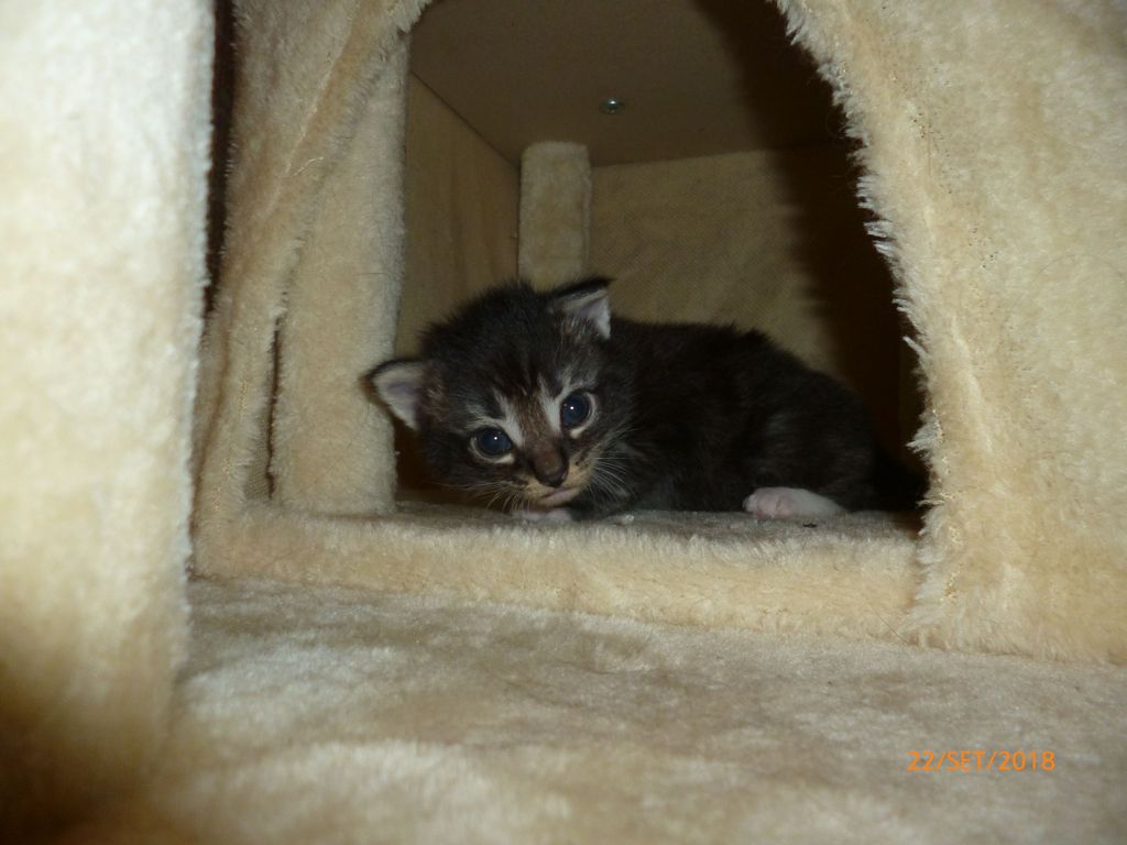 Gatti Norvegesi - cuccioli