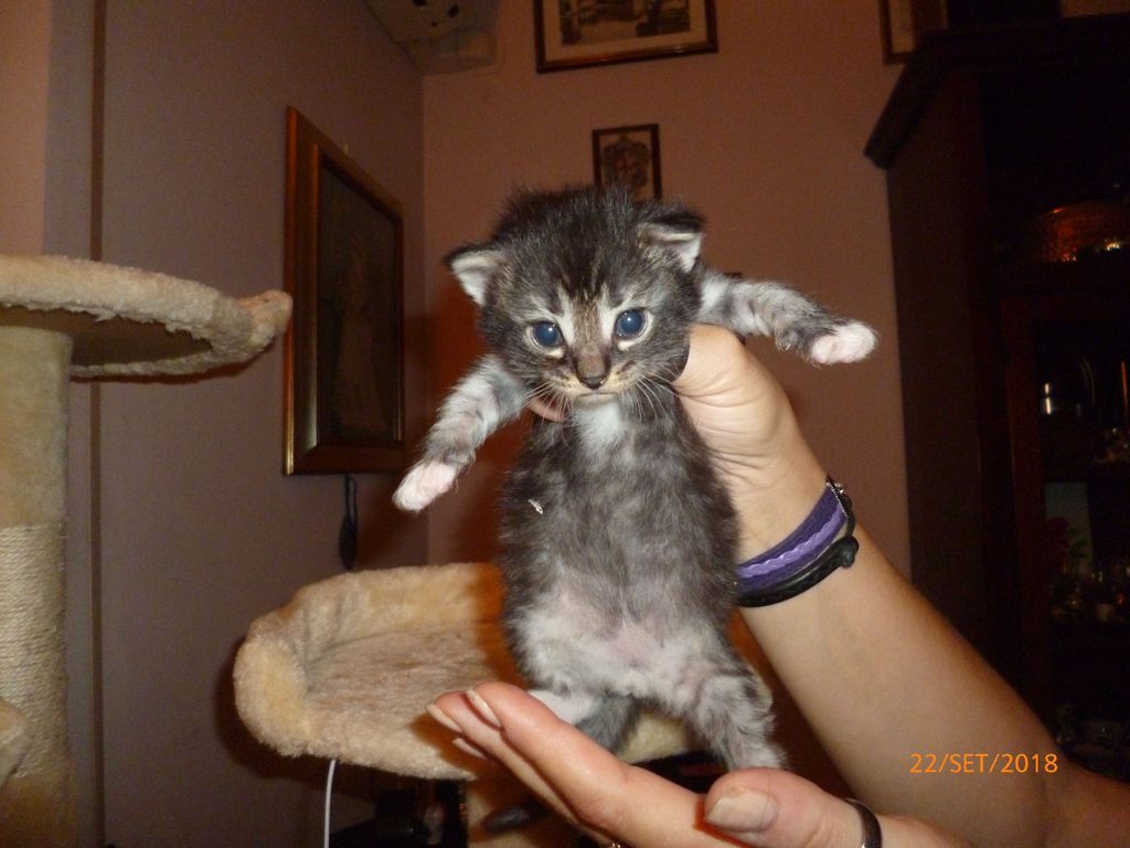Gatti Norvegesi - cuccioli