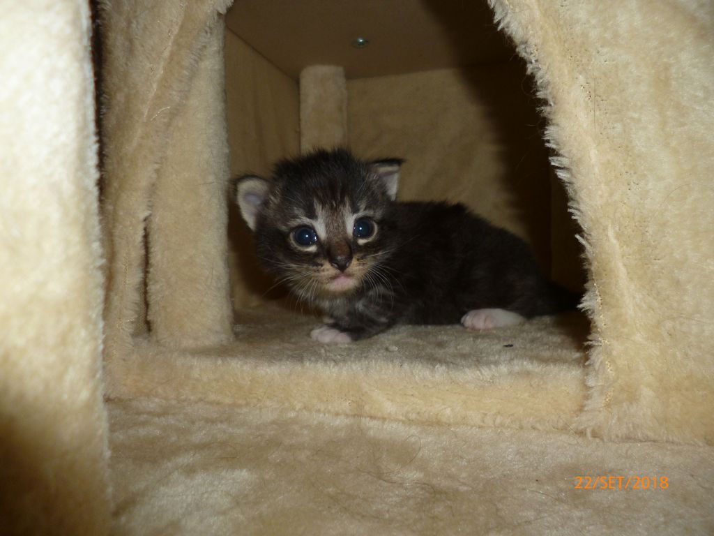 Gatti Norvegesi - cuccioli