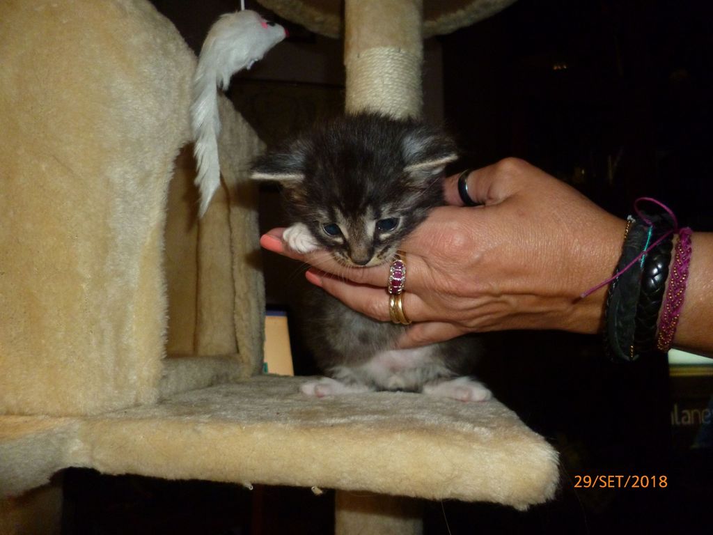 Gatti Norvegesi - cuccioli
