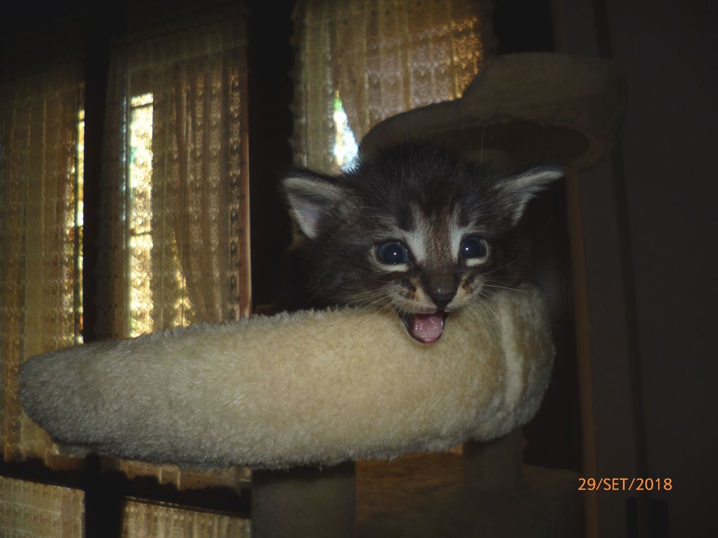 Gatti Norvegesi - cuccioli