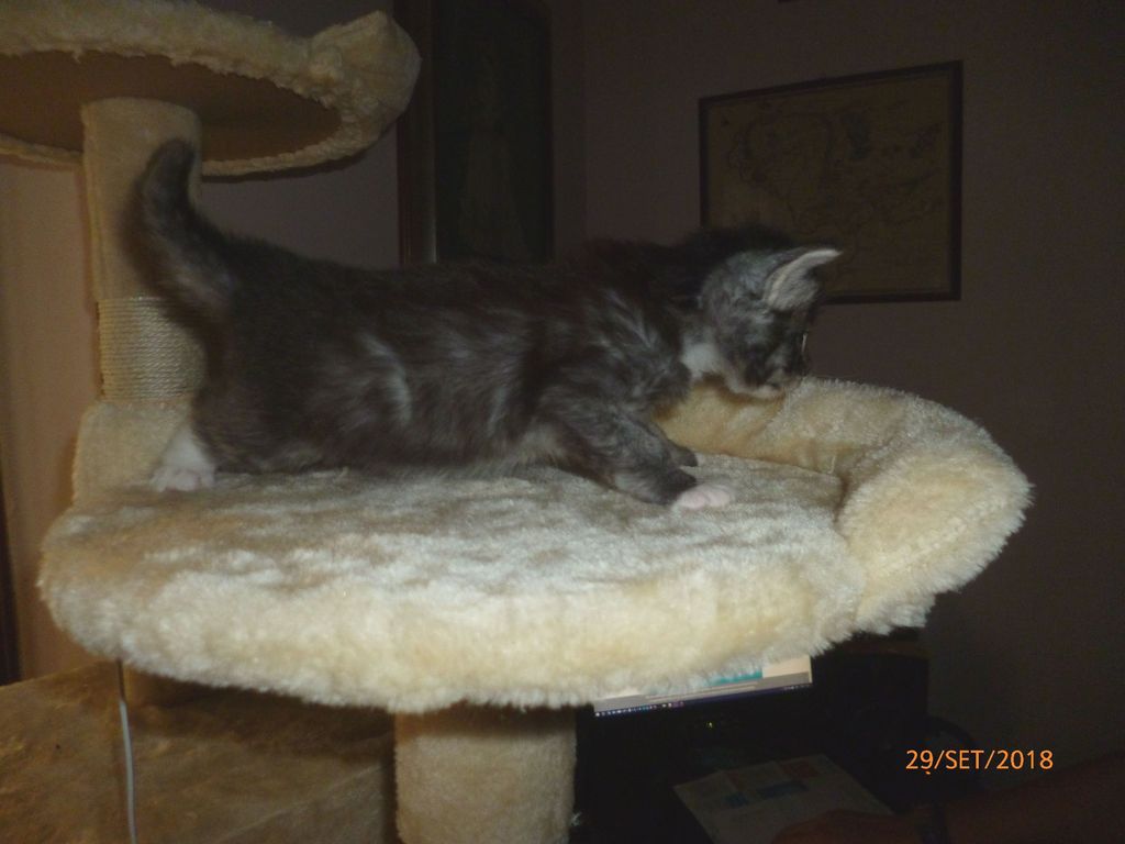 Gatti Norvegesi - cuccioli