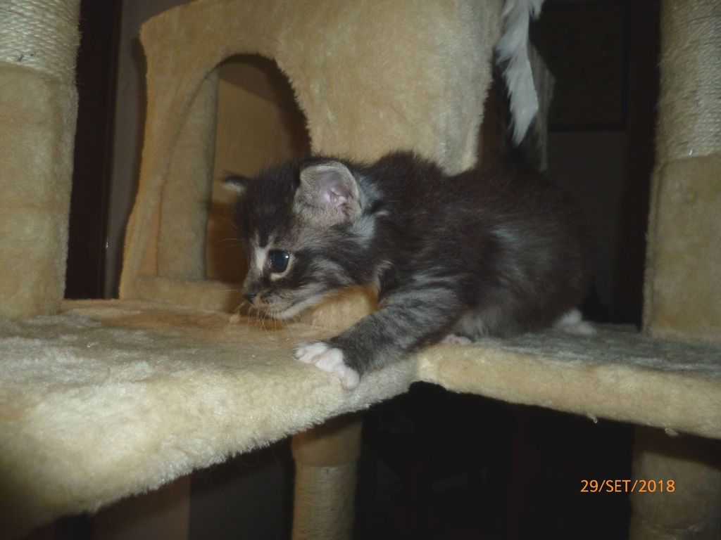 Gatti Norvegesi - cuccioli