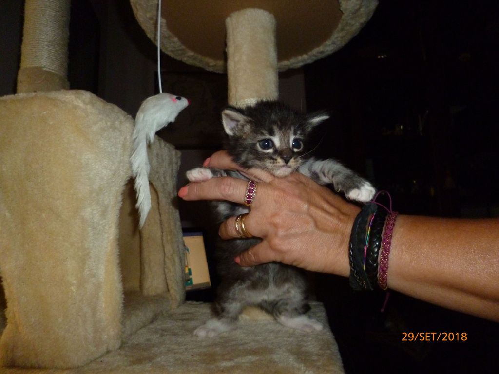 Gatti Norvegesi - cuccioli