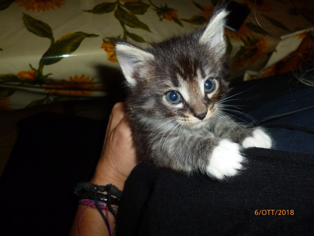 Gatti Norvegesi - cuccioli