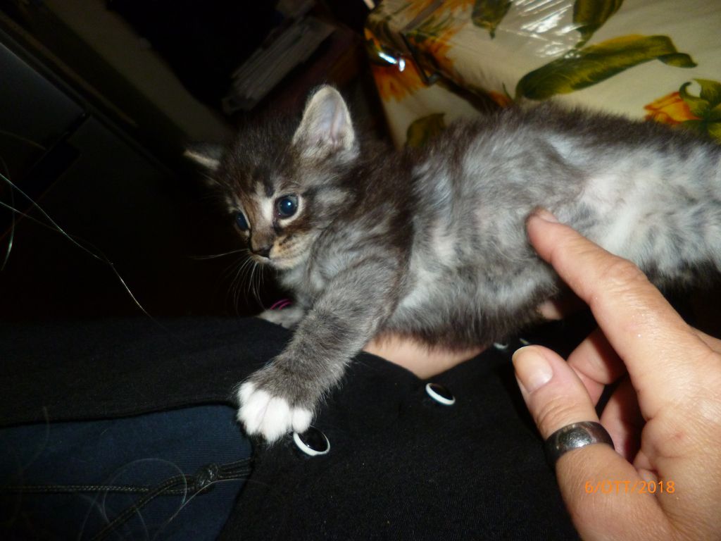 Gatti Norvegesi - cuccioli
