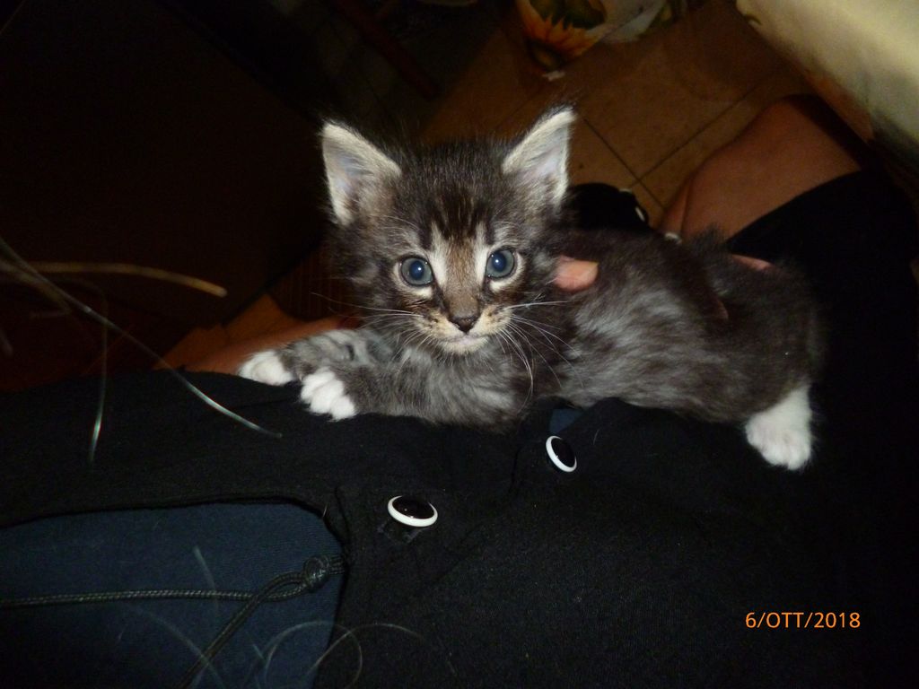 Gatti Norvegesi - cuccioli
