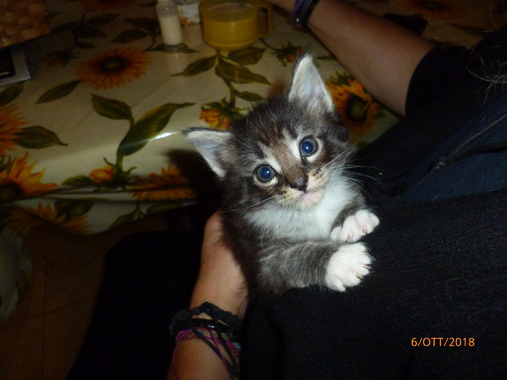 Gatti Norvegesi - cuccioli