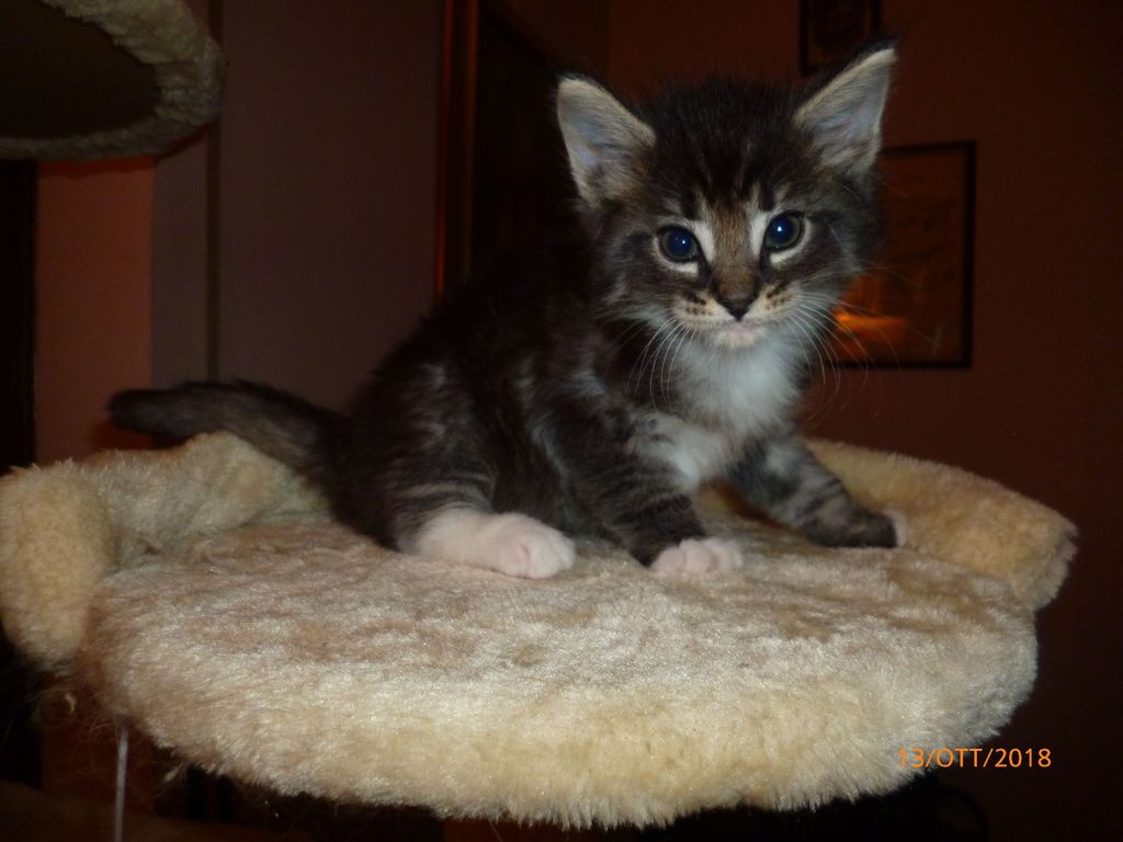 Gatti Norvegesi - cuccioli