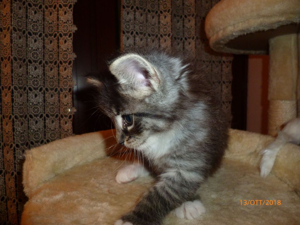 Gatti Norvegesi - cuccioli