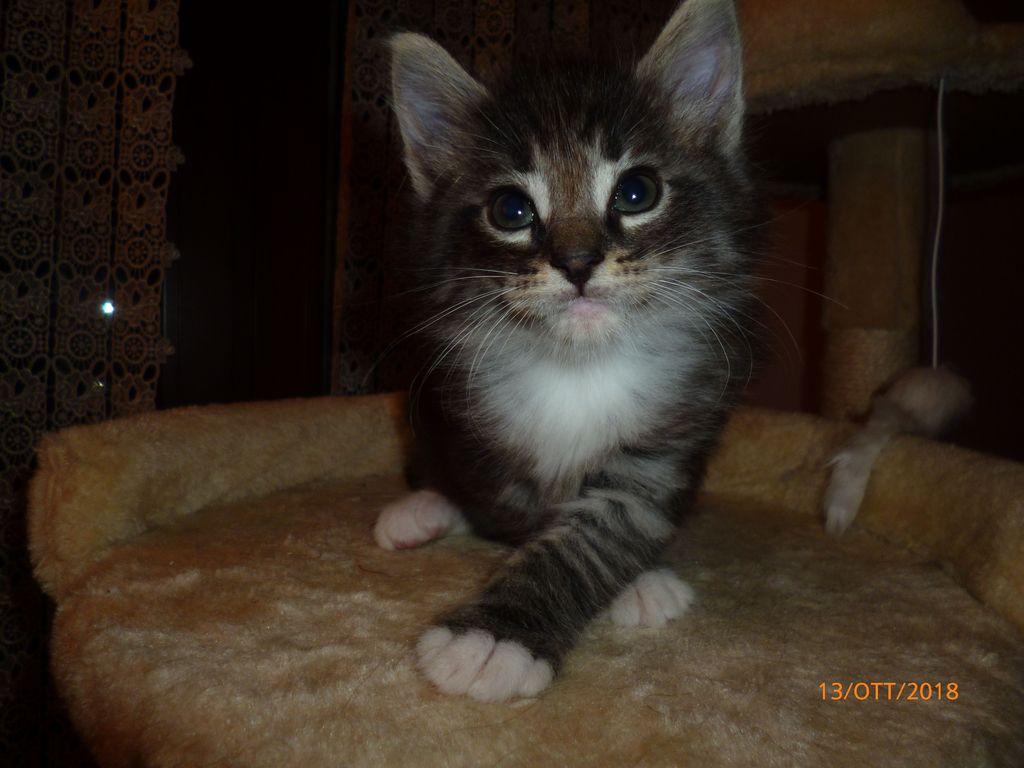 Gatti Norvegesi - cuccioli