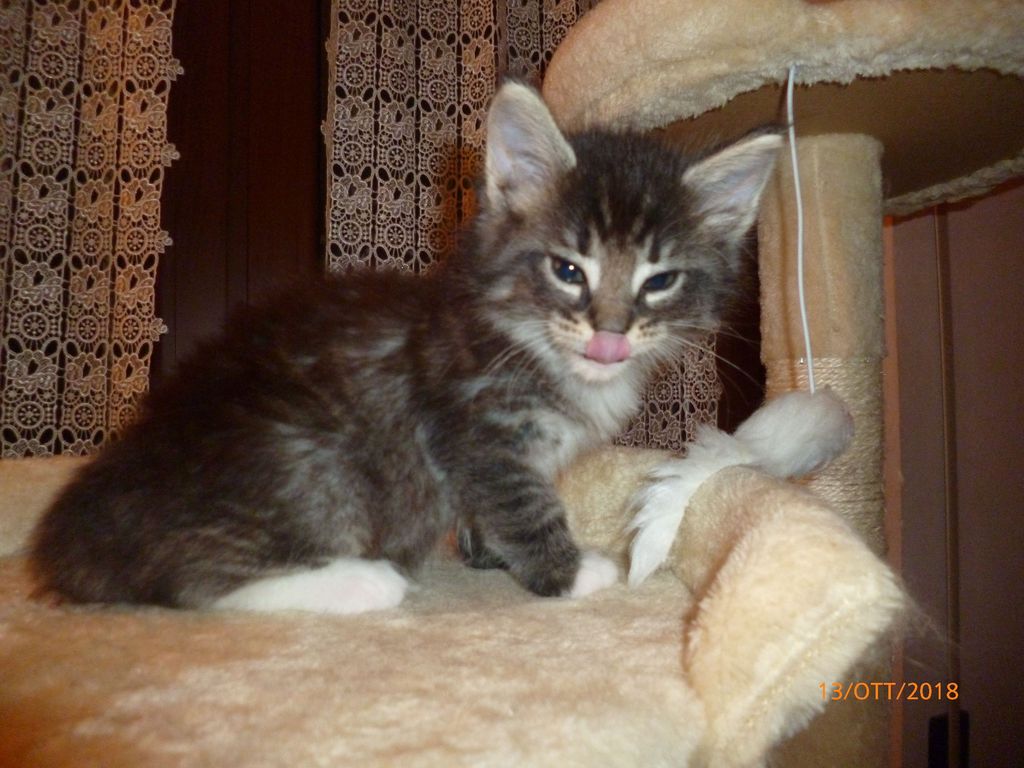 Gatti Norvegesi - cuccioli