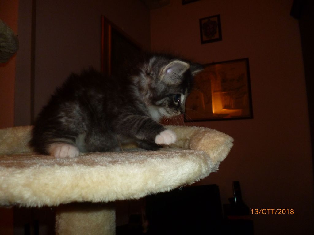 Gatti Norvegesi - cuccioli