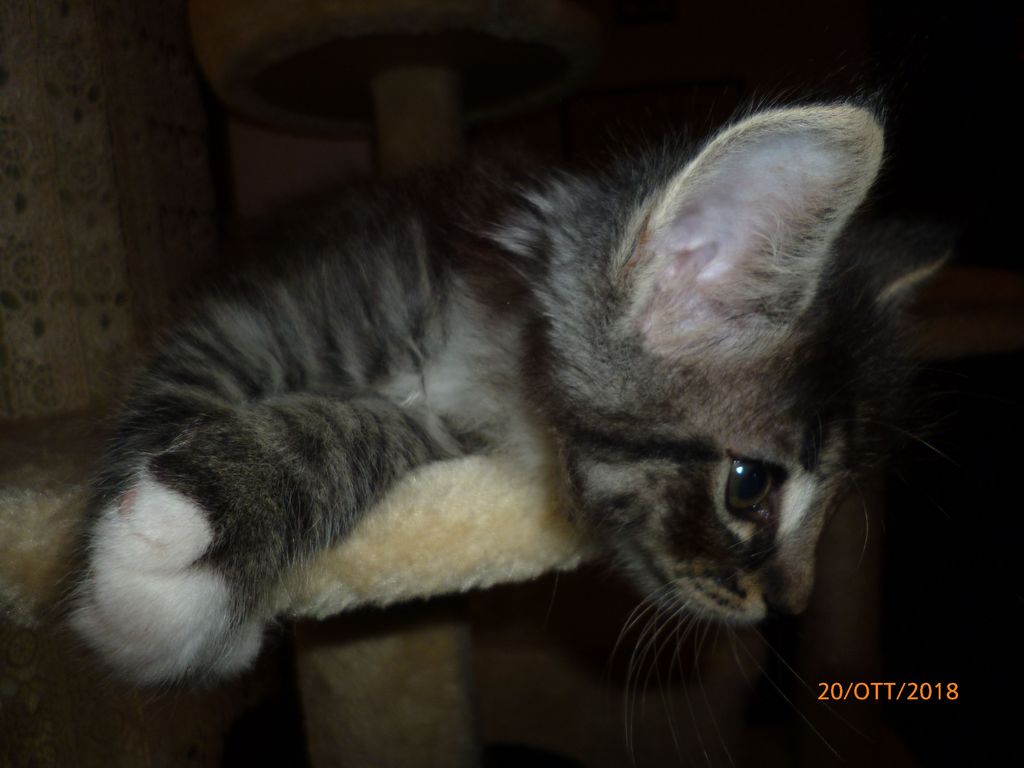 Gatti Norvegesi - cuccioli