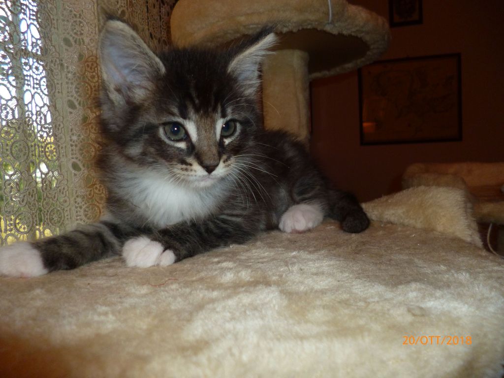 Gatti Norvegesi - cuccioli
