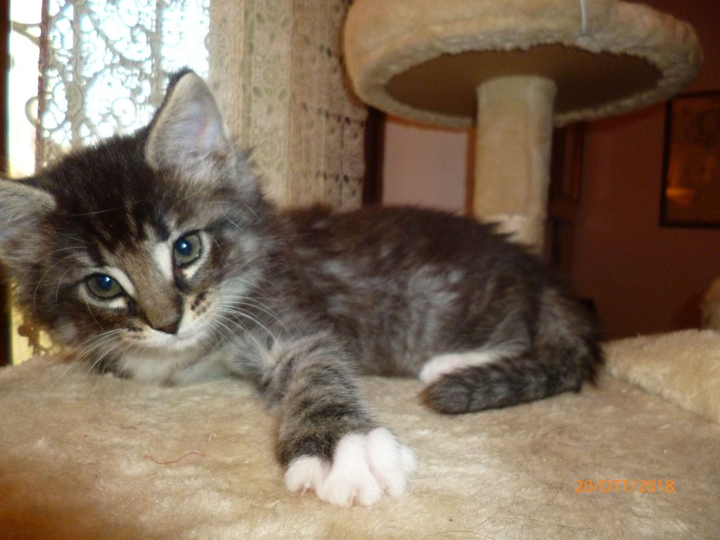 Gatti Norvegesi - cuccioli