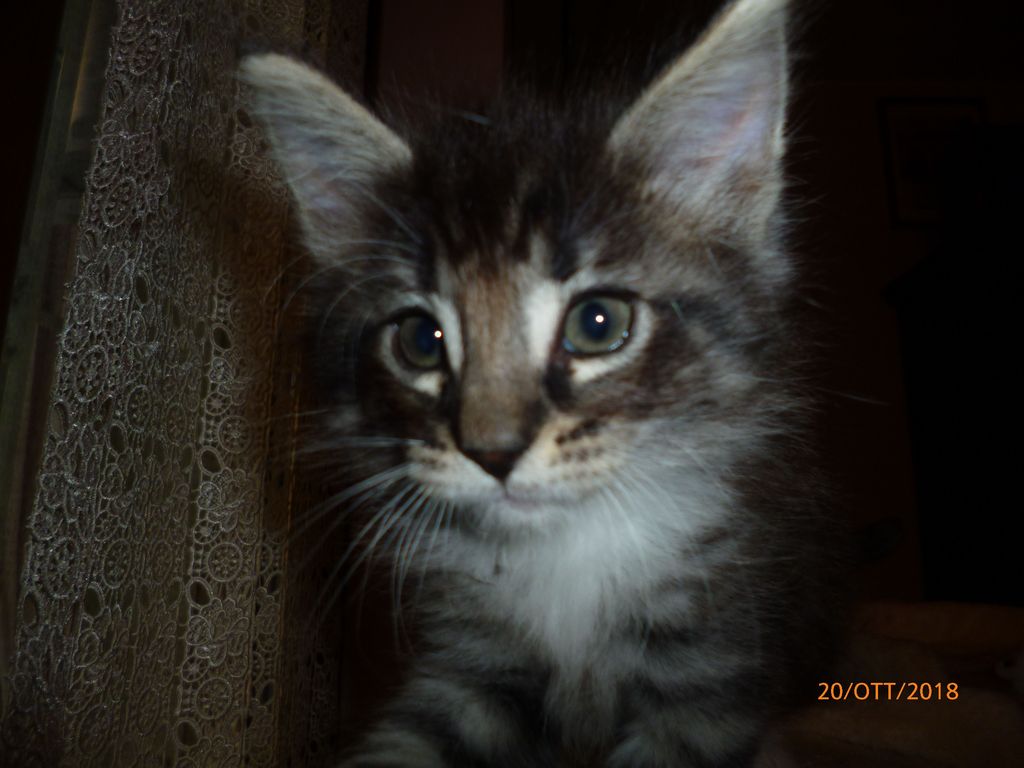 Gatti Norvegesi - cuccioli