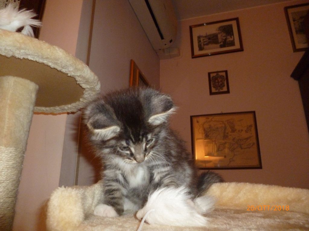 Gatti Norvegesi - cuccioli